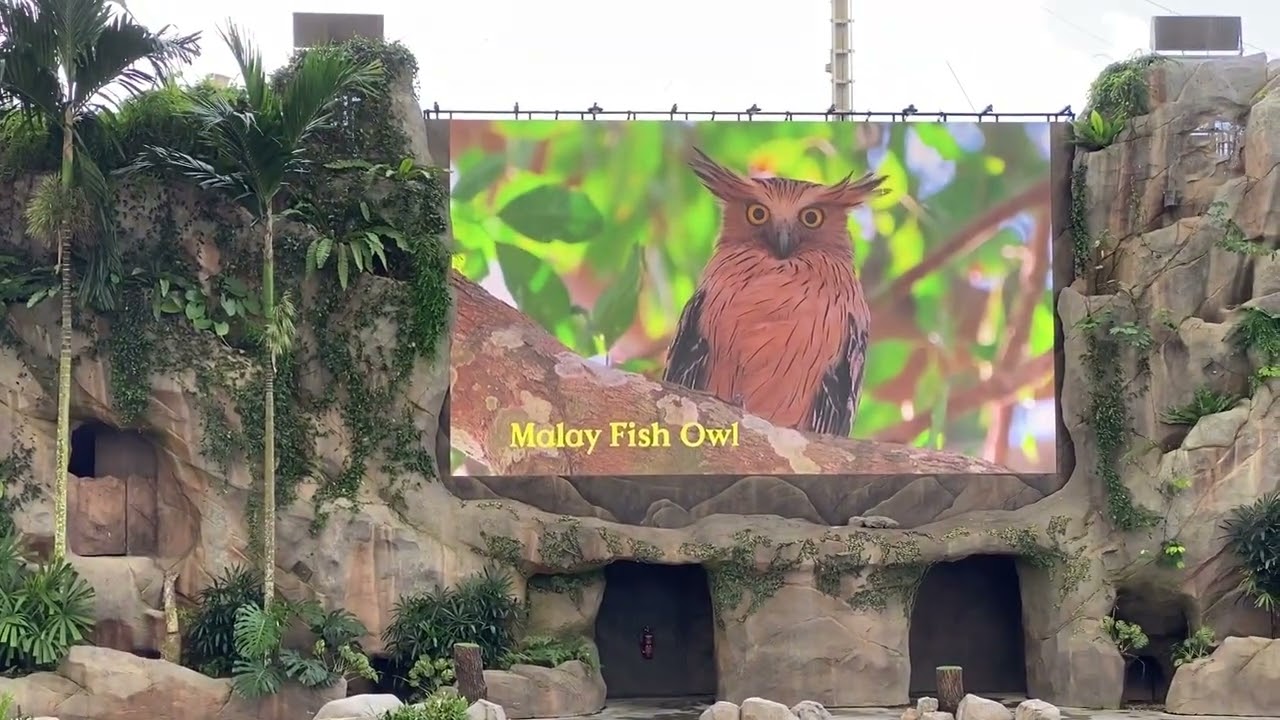 Singapore Bird Paradise Shows: Predators on Wings & Wings of the World