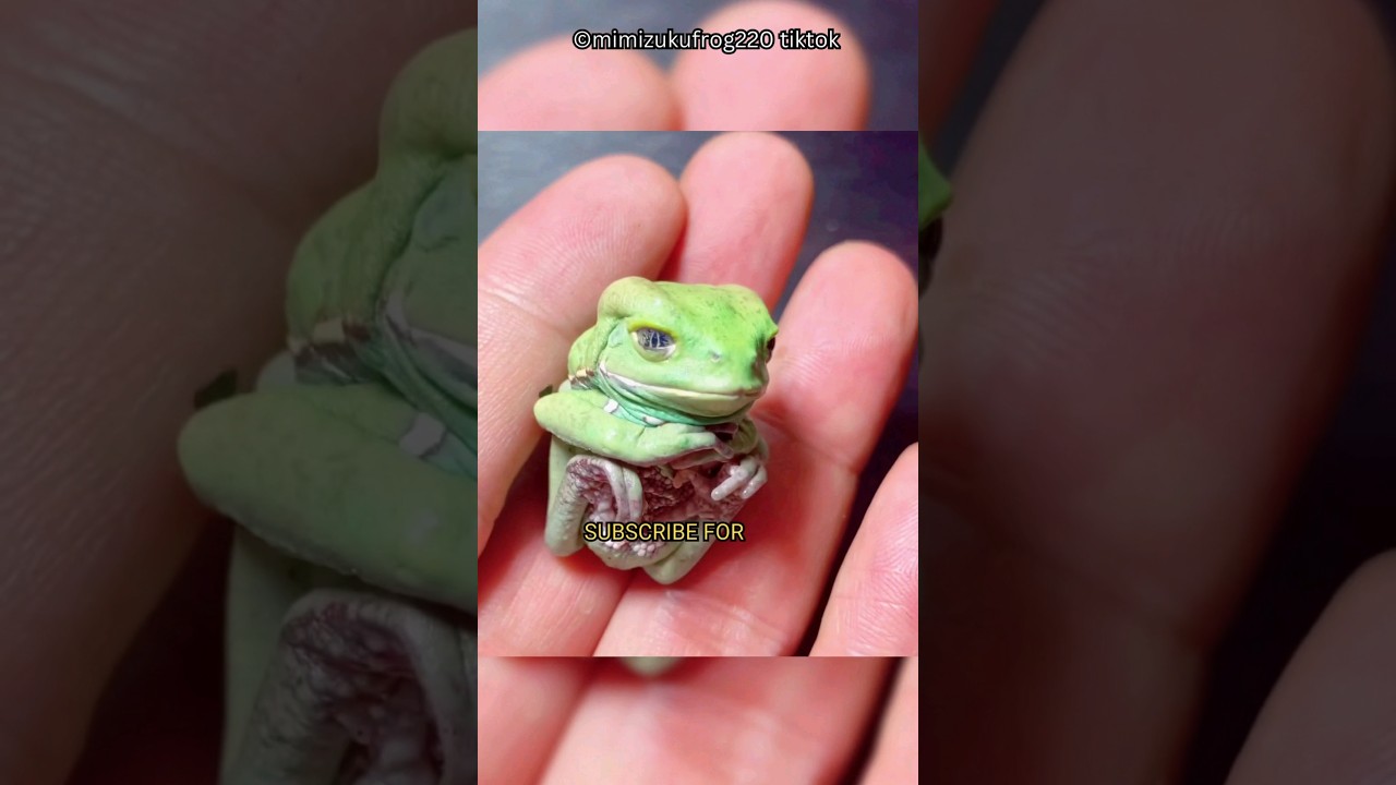 Exploring the World of the Monkey Tree Frog