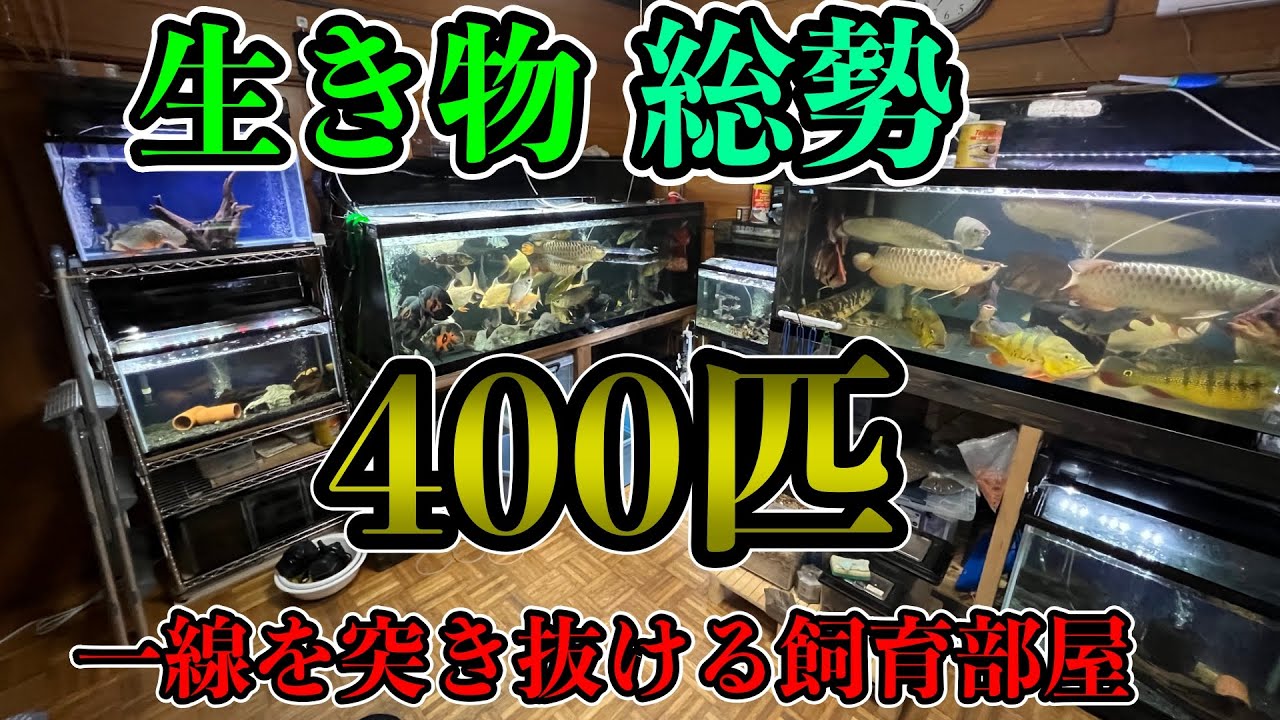 総勢400匹🫢一線の壁を越えた❗️超過密飼育で大型化へ超急成長させる⚡️生き物大好き飼育者！アロワナ　ダトニオ　スネークヘッド　ナマズ系　バルブ系　コリドラス　カブトムシ　亀『アクアリウム』ペット