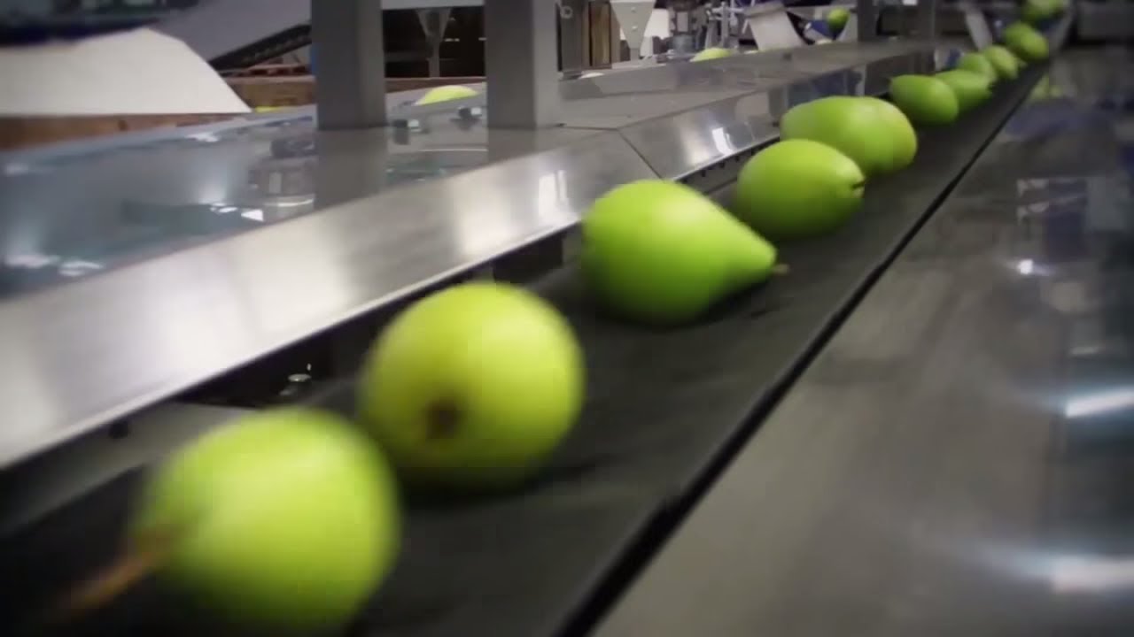 Macchine per calibratura e linee di lavorazione delle Pere rotondeggianti.