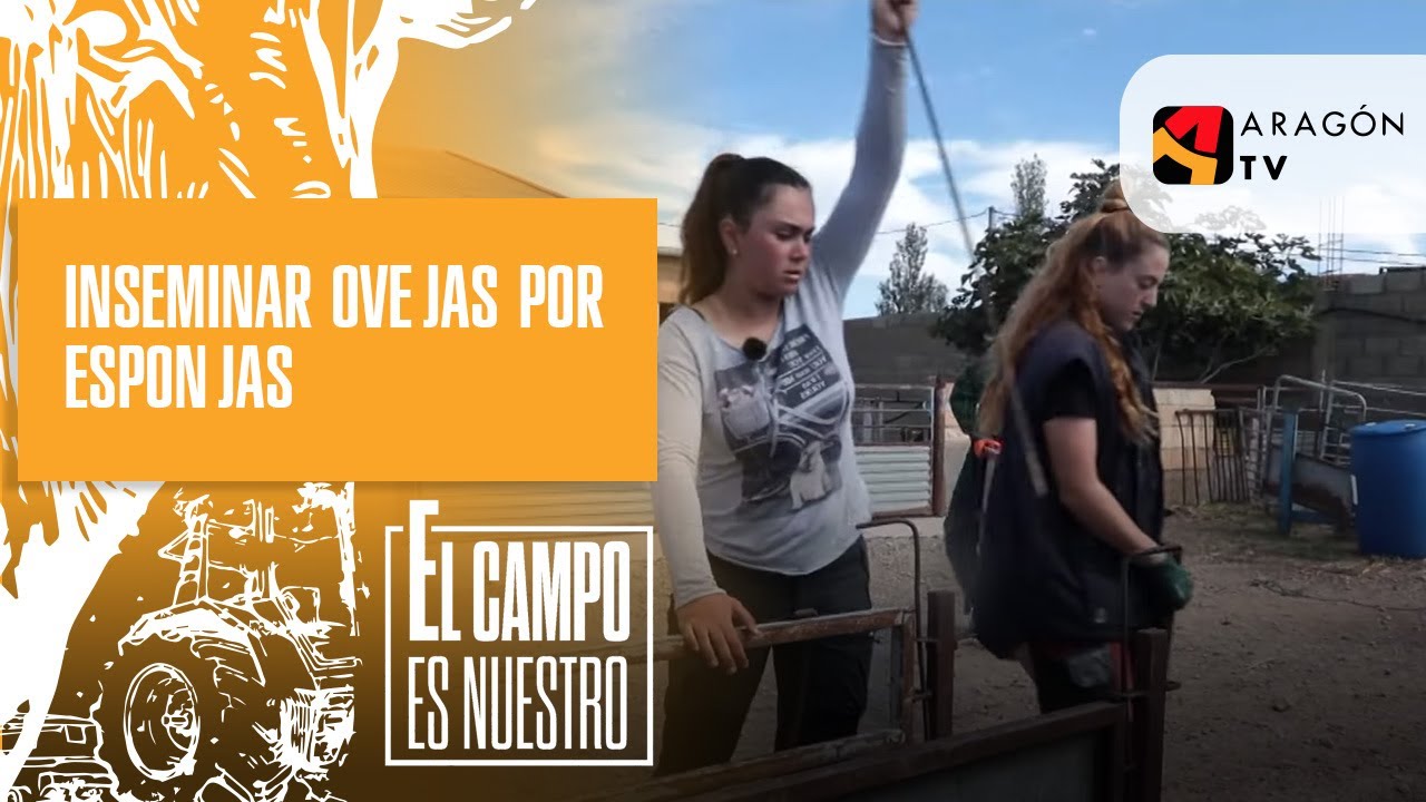Inseminación de ovejas por esponjas