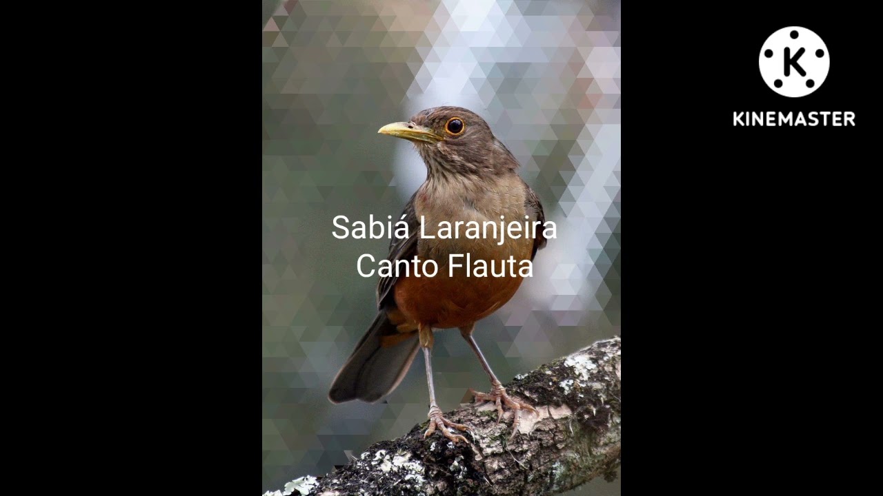 Sabiá Laranjeira canto Flauta