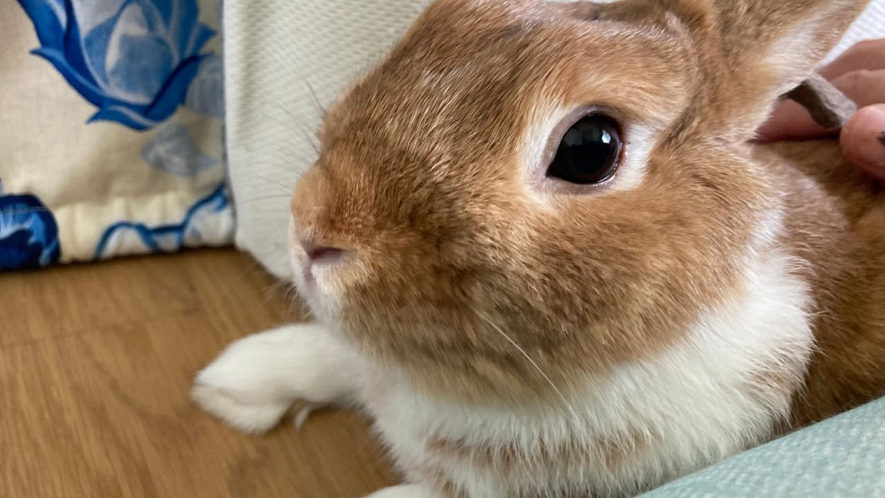 When Your Rabbit Humps You, It’s Not What You Think｜A Quiet Sign of Love