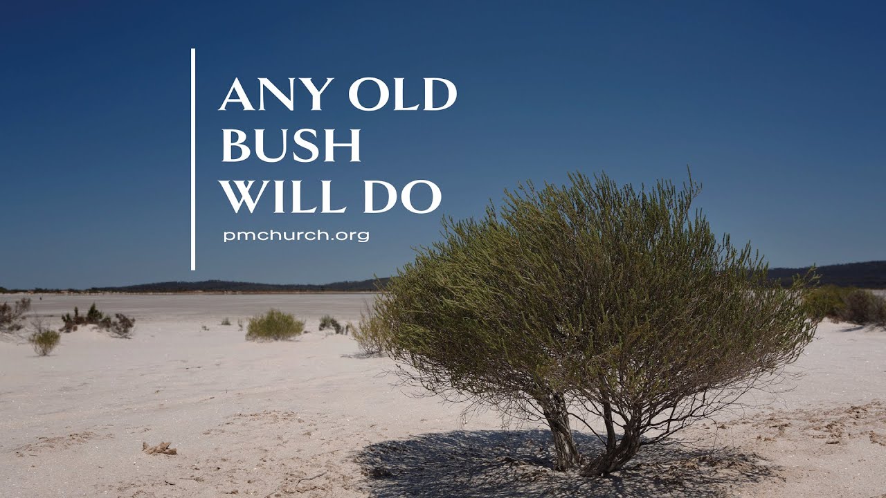 Any Old Bush Will Do