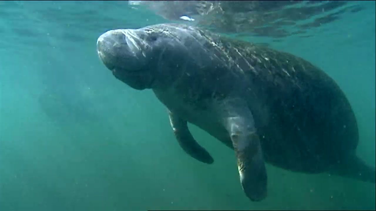 West Indian Manatees (Trichechus Manatus) | Sirenians | North American Manatees | Sea Cows