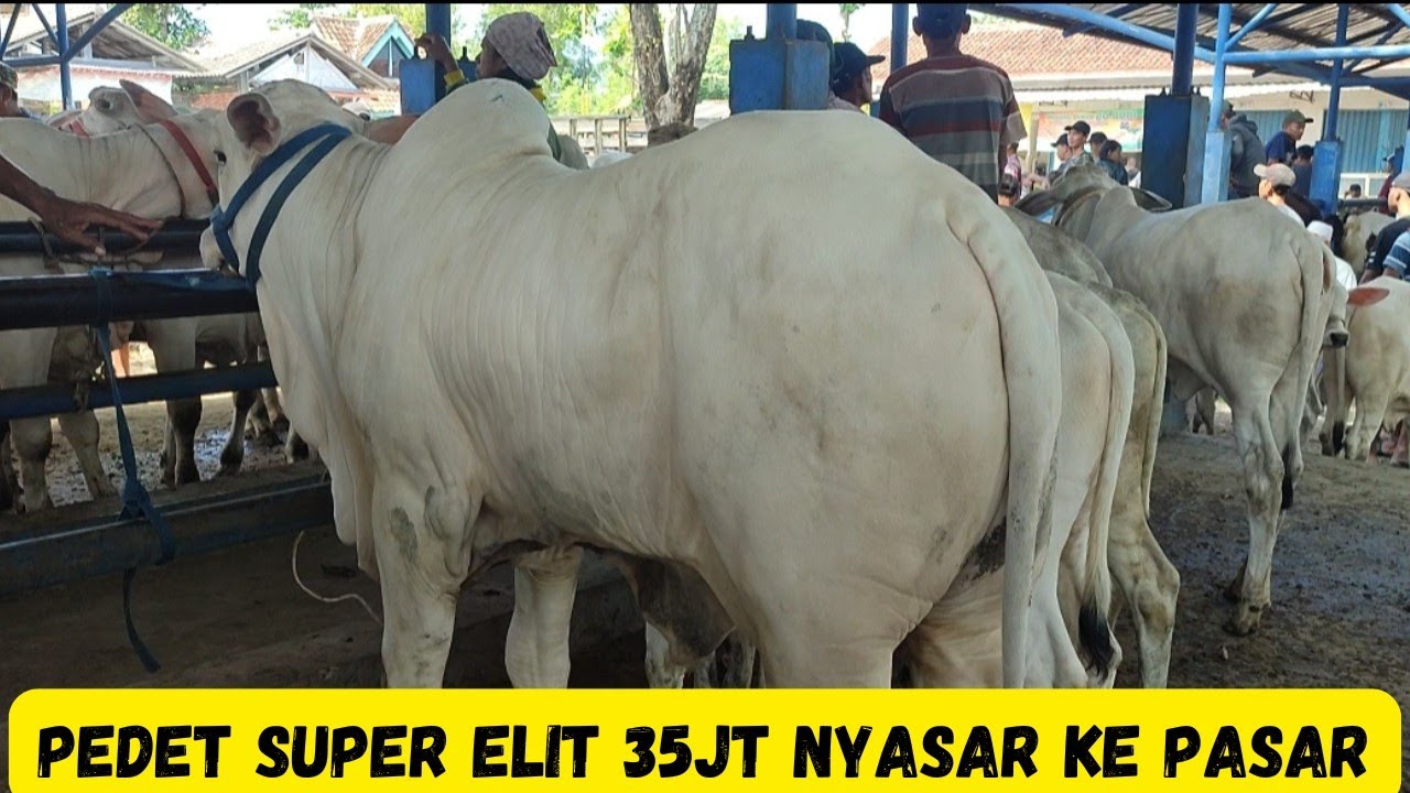 Pedet Mahal Super Elit  Nyasar Masuk Pasar Kebumen|Sapi PO Kebumen