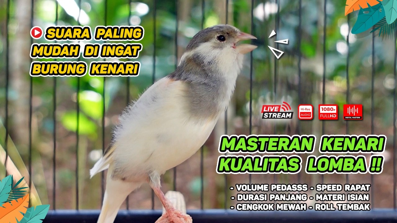 Kenari GACOR NGEREK‼️ Masteran Kenari PAUD dan Pancingan Kenari MACET BUNYI dan Betina NGIWIR - 211