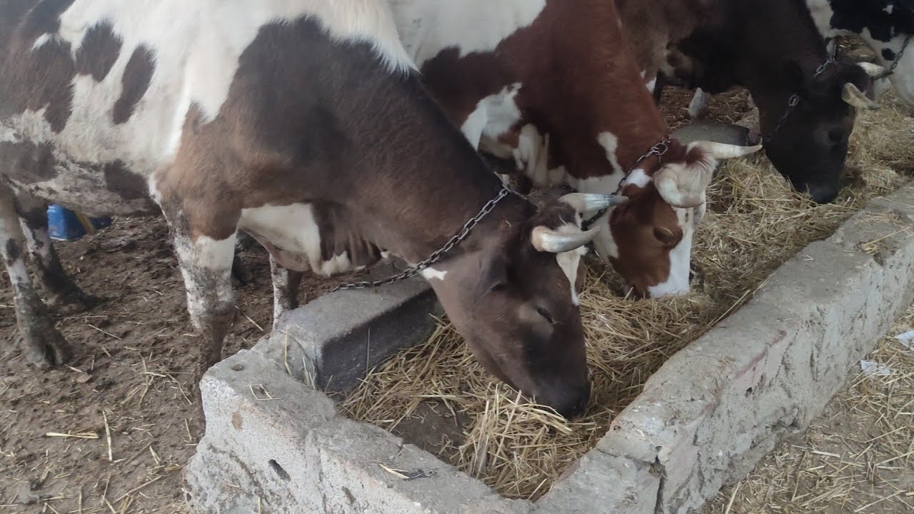 تجهيز وخلط علف الابقارFeed for dairy cows. كامل