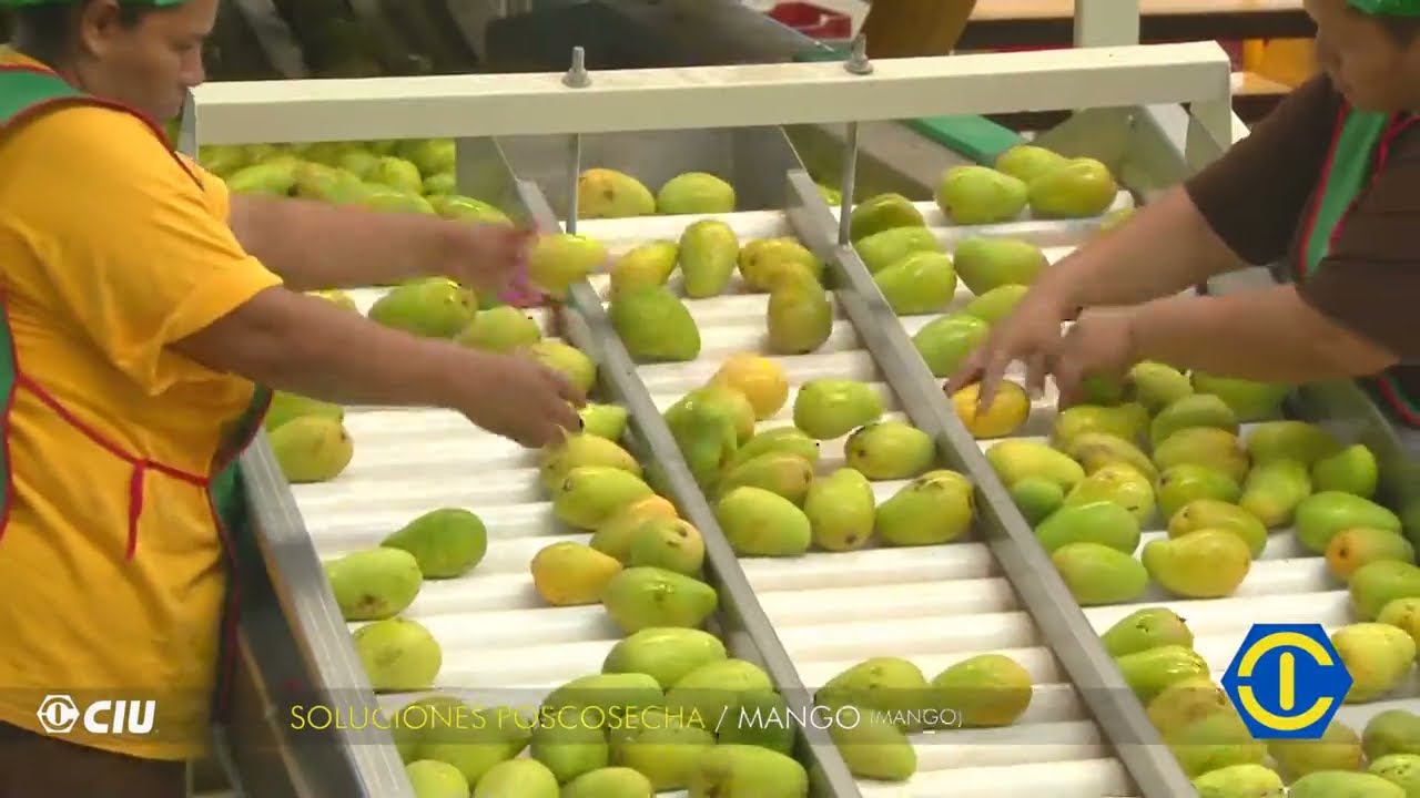 Clasificadora de Mango CIU