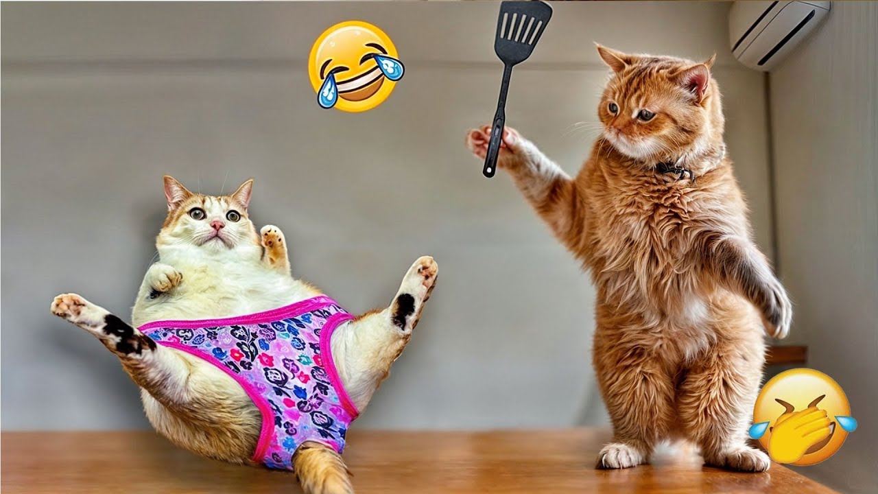 Try Not To Laugh 💡 Funniest Cats & Dogs | Funny Animals