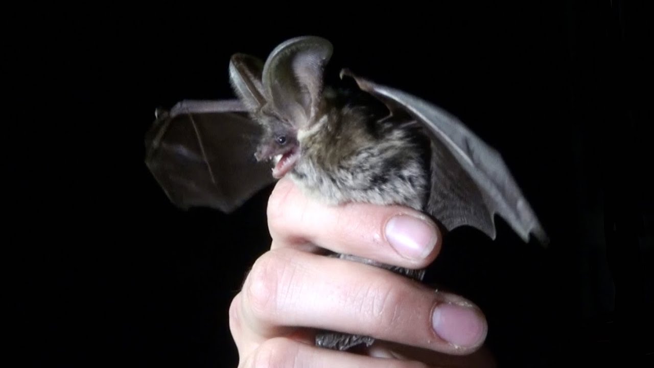 Une nuit au paradis des chauves-souris