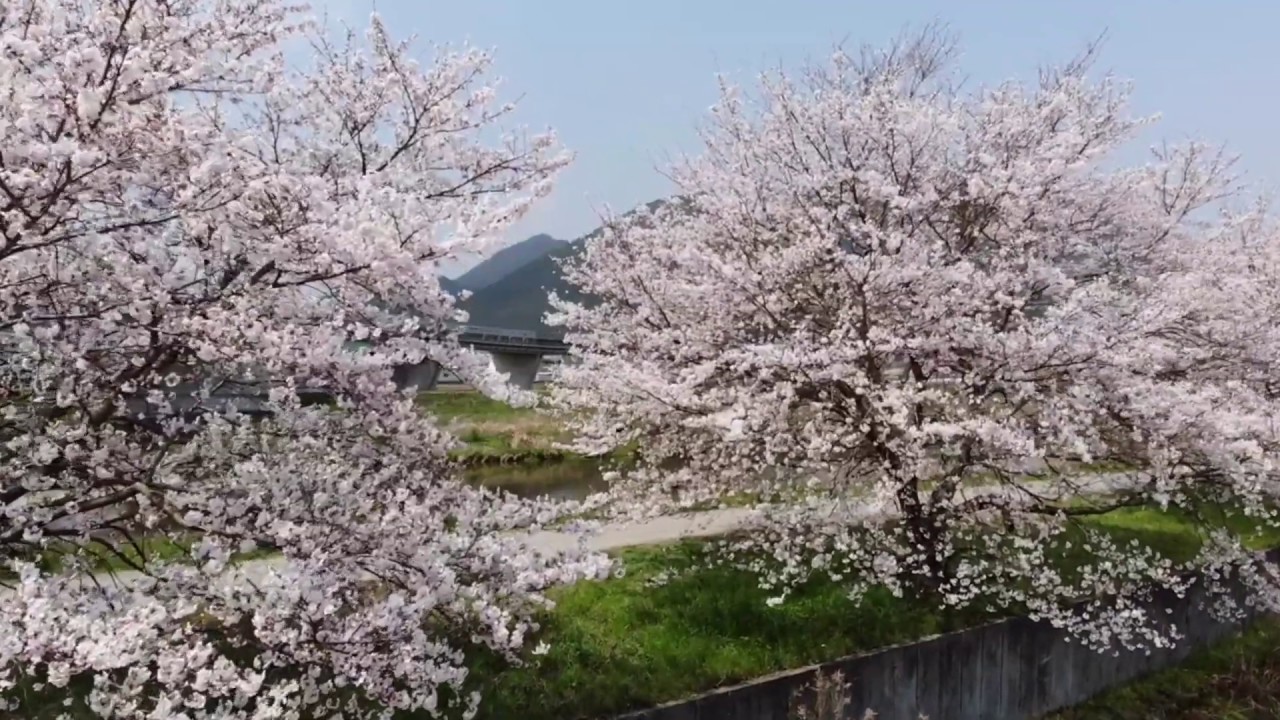 桜並木をドローン空撮してきた！MAVIC AIR　兵庫県丹波市氷上町