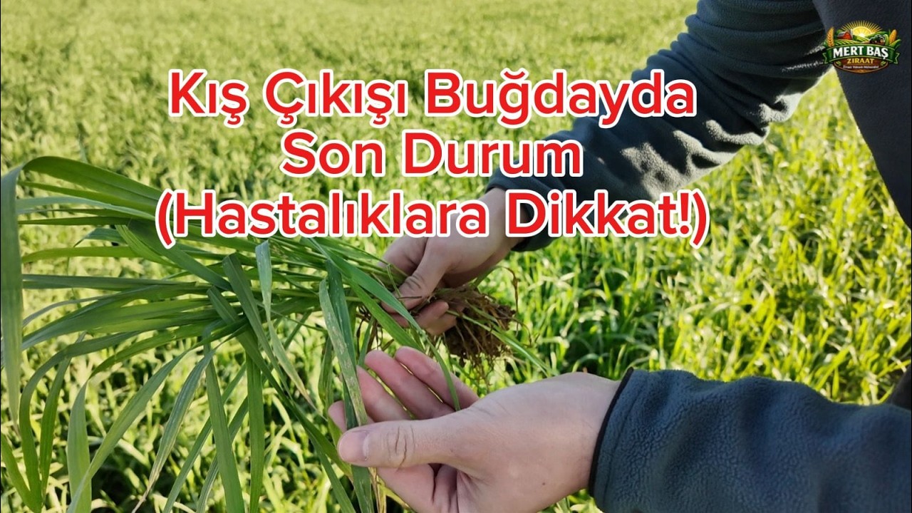 Buğdayda Kritik Dönem! Sahada Tespit Ettiğimiz Hastalıklar, Besin Noksanlıkları ve Çözümleri
