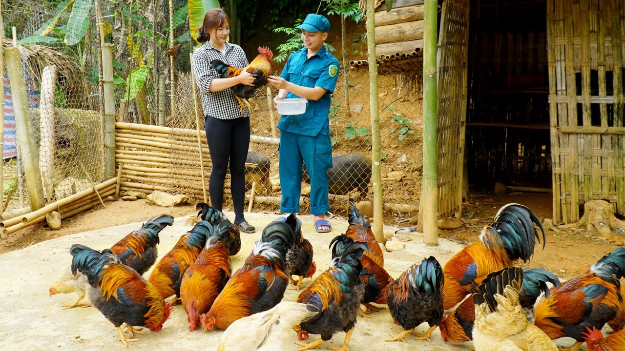 Single mother catches giant fish to sell. Police officer builds a farm - Tieu Ha Single mom