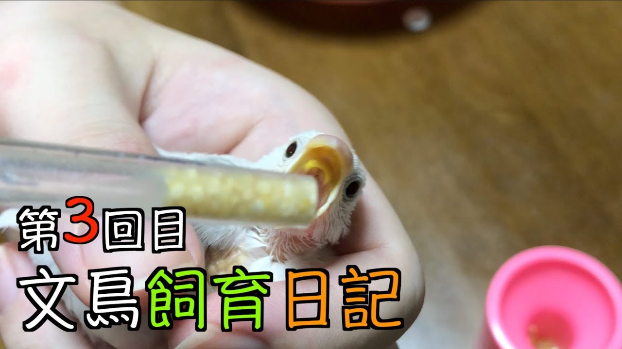 文鳥飼育日記第3回目