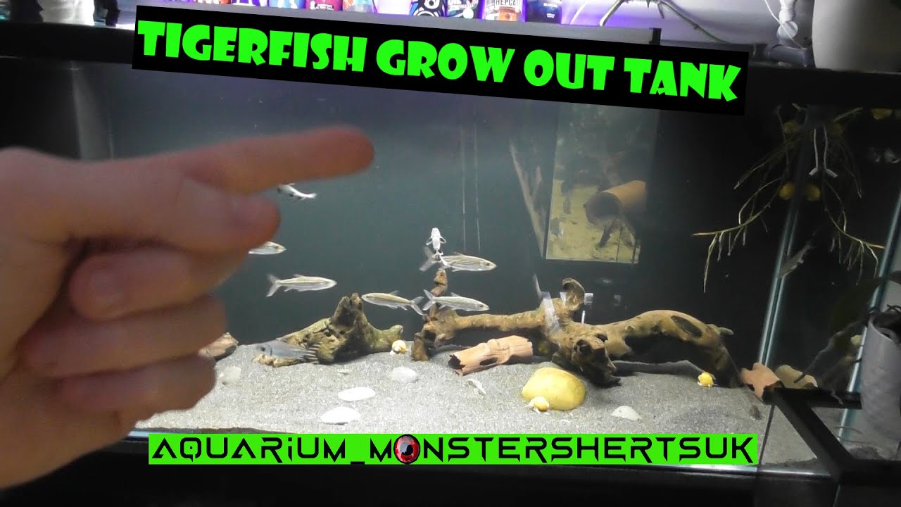 Original tigerfish group set up