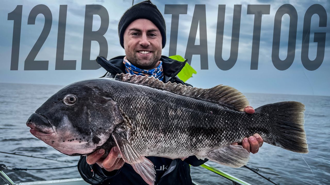 More Jumbo Tautog and Cod Fishing Offshore Block Island