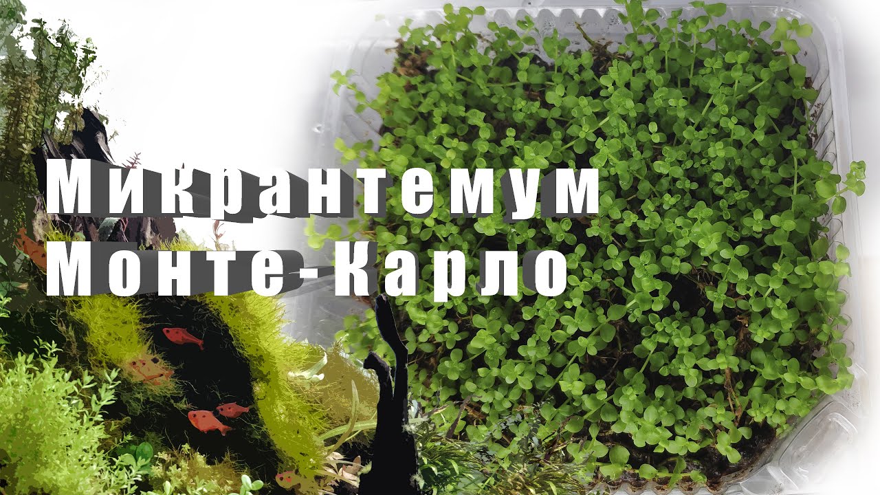 Микрантемум Монте-Карло