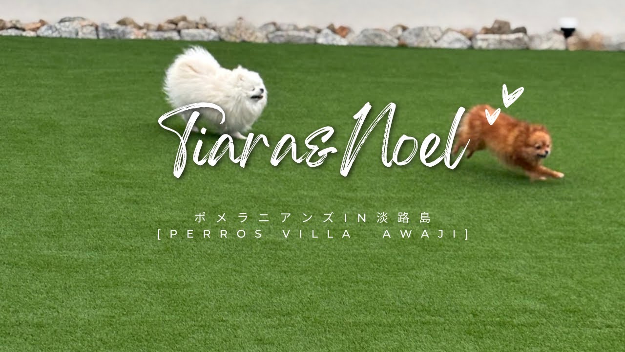 ポメラニアンズin淡路島→PERROS VILLA  AWAJI
