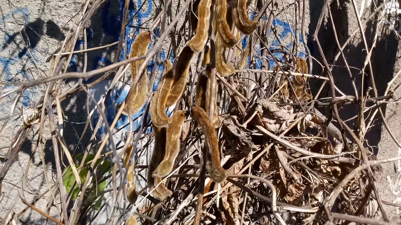 P&oacute; de mico. Todo cuidado &eacute; pouco #aventura #cuidado #trilhas #trilheiros #flora #caminhada #cuidado