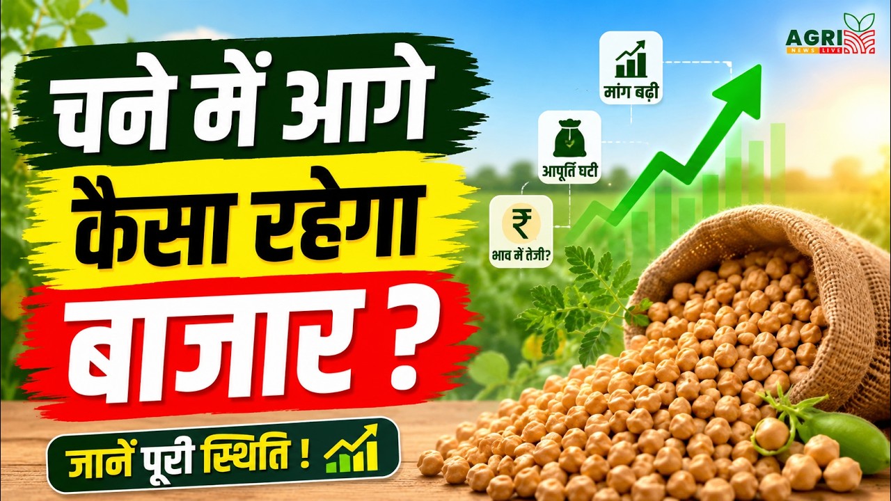 What Will the Market Trend Be for Chana? Chana Price Today