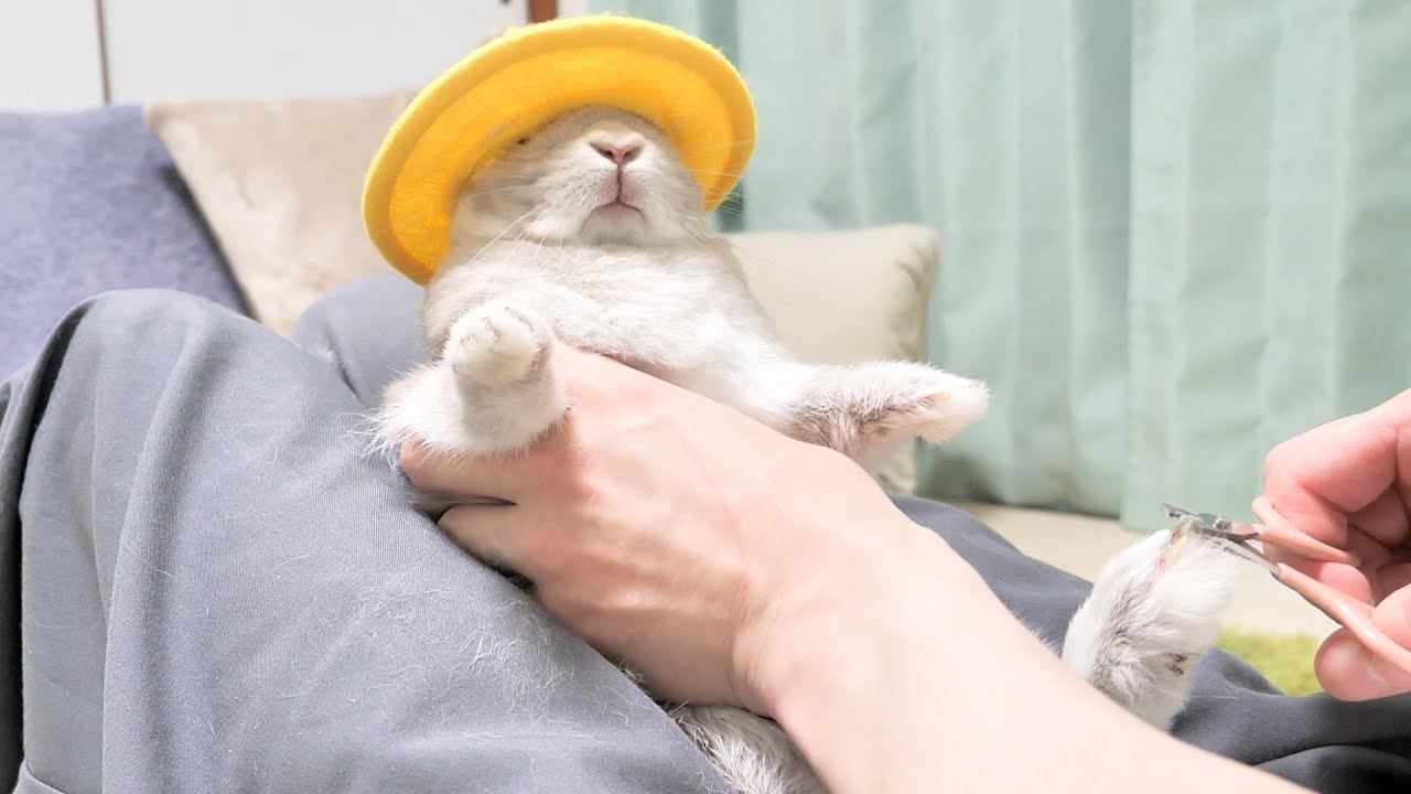 最後まで抵抗を試みるも、もう駄目だと観念する園児みたいなうさぎさんの爪切り