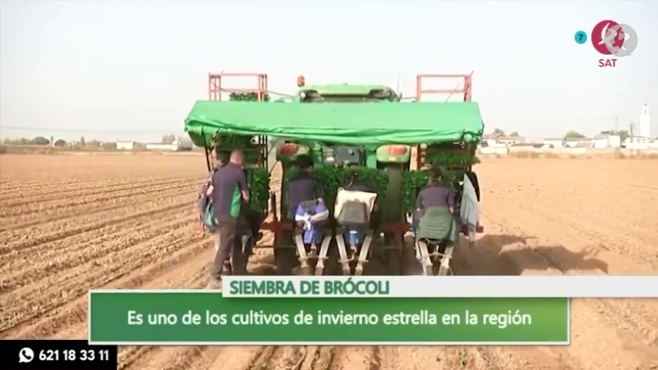 Pueblonuevo del Guadiana se pone verde sembrando brócoli | Dos de tarde