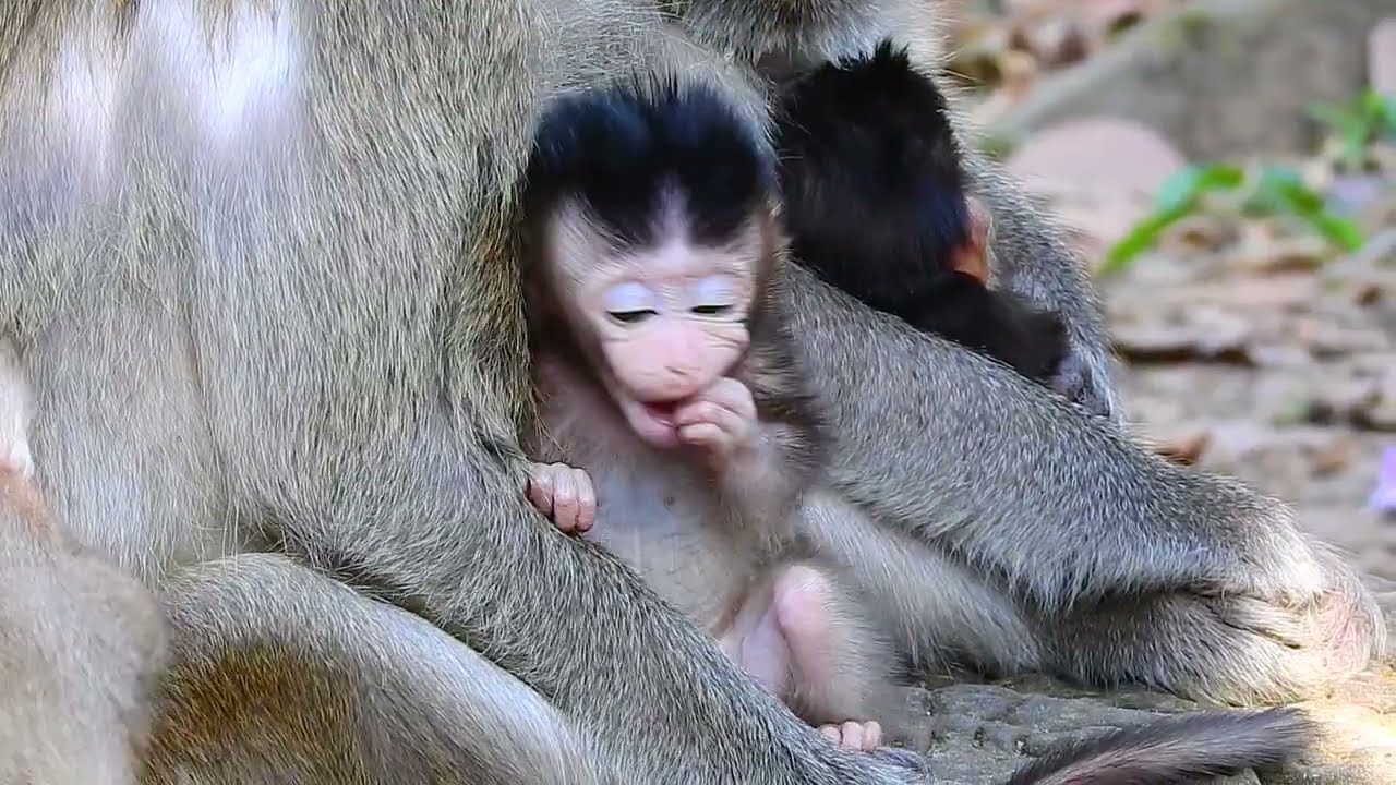 Baby monkey look so sad!
