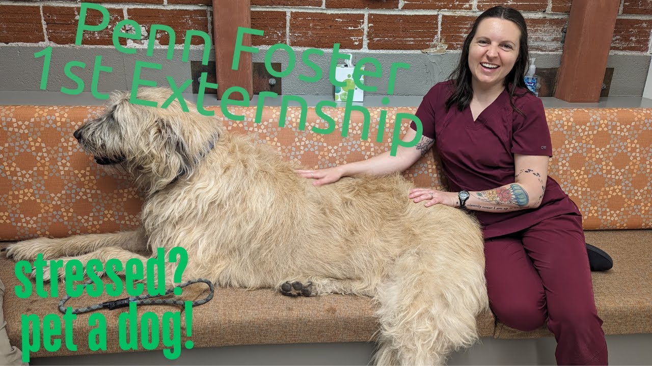 Externship 1 Vet Tech Program: Penn Foster