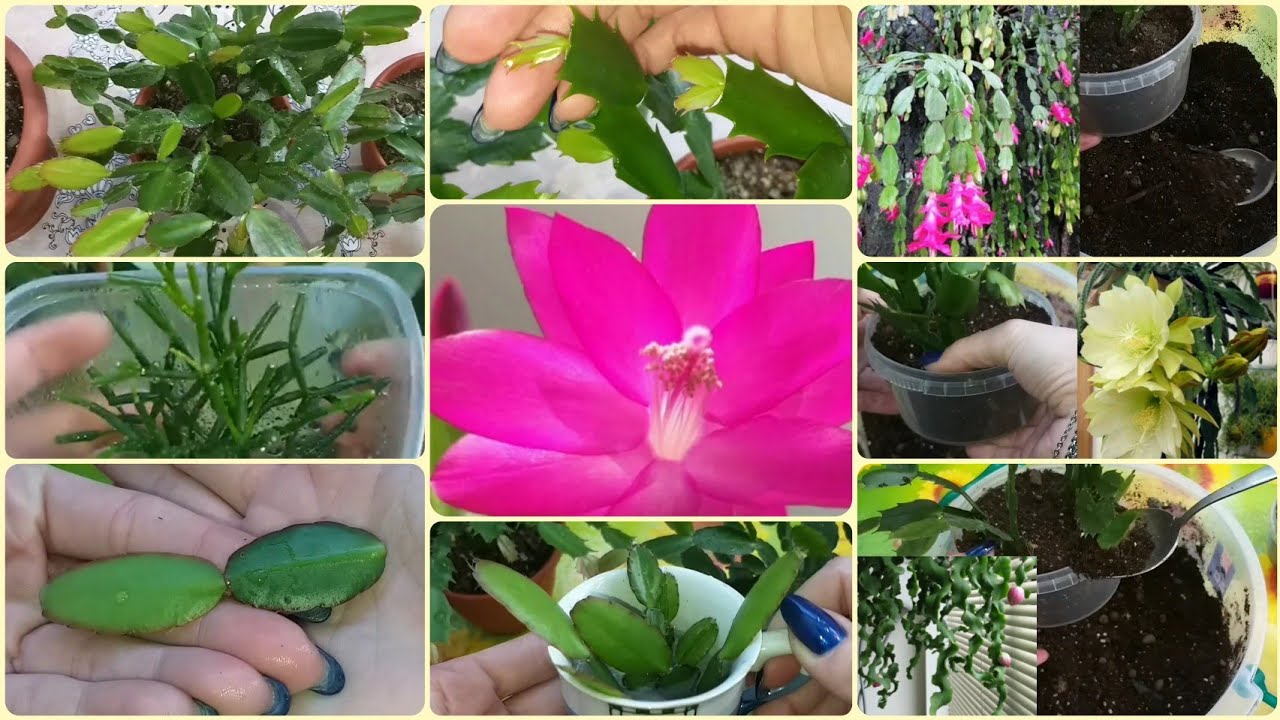 Декабристы🌸Рипсалидопсис🌱Хатиора🌻Лесные кактусы обзор в феврале🌷Пересадка🌿Уход🌸Размножение🌱Грунт
