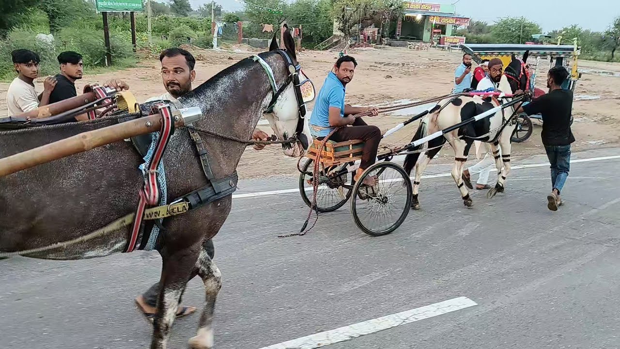 सुजानगढ़ वह लक्ष्मणगढ़ हॉर्स रेस 2/9/2025 विनर शाहरुख भाई 10km🥇🏆🐎