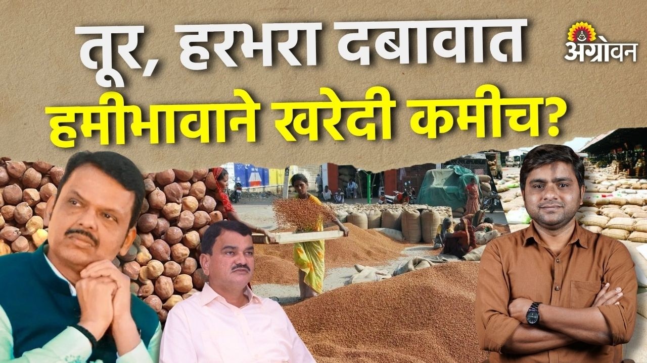 Tur, Chana Rate: तूर, हरभऱ्याच्या भावावर युध्दासोबतच कशाचा दबाव ? | Agrowon