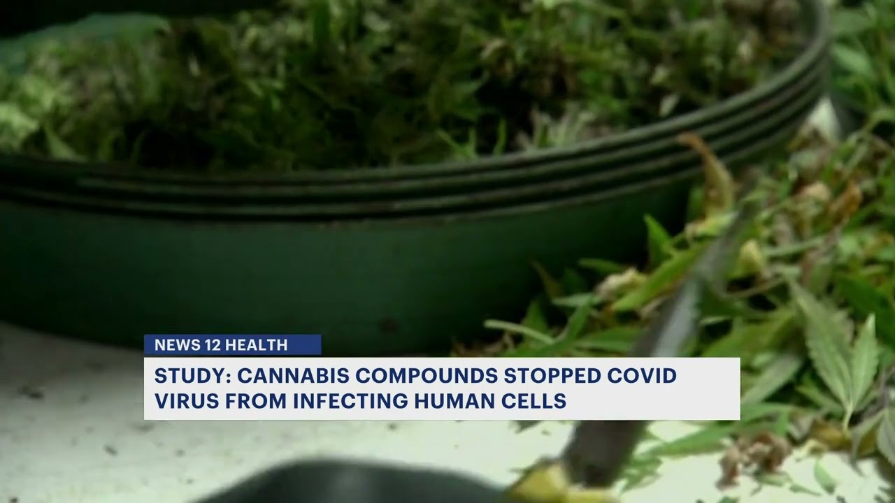 Can cannabis compounds prevent COVID infection?
