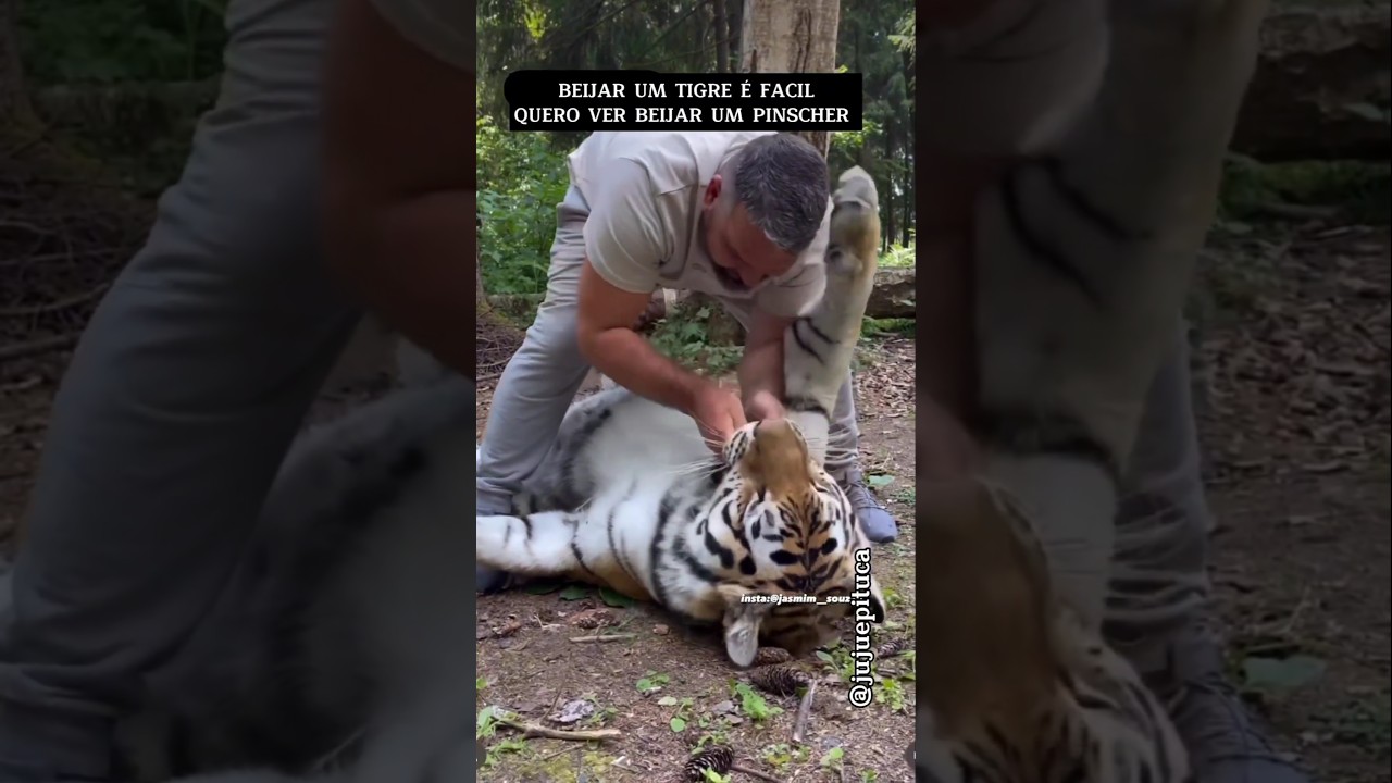 PINSCHER X TIGRE #pinscher #humor #pets #memes #TIGER
