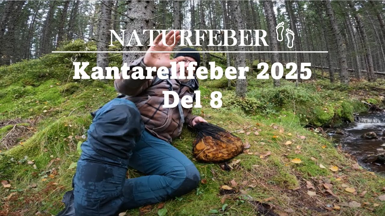 Kantarellfeber 2025  Del 8 (Chanterellefever 2025 Part 8) Sweden Höga Kusten Ångermanland