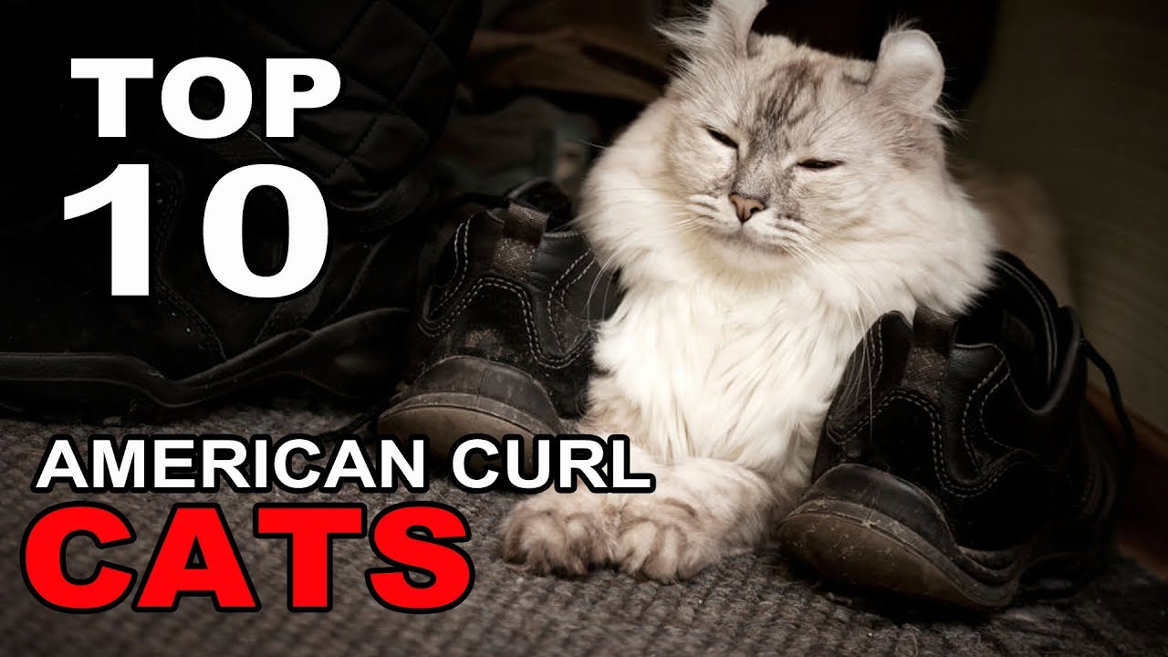TOP 10 CUTE AND FUNNY AMERICAN CURL CATS BREEDS