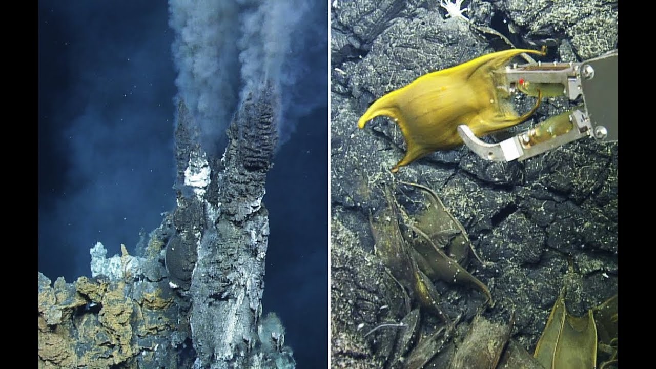 Hydrothermal Vent - What's for dinner? (UTD GSS STUDENT WORK)