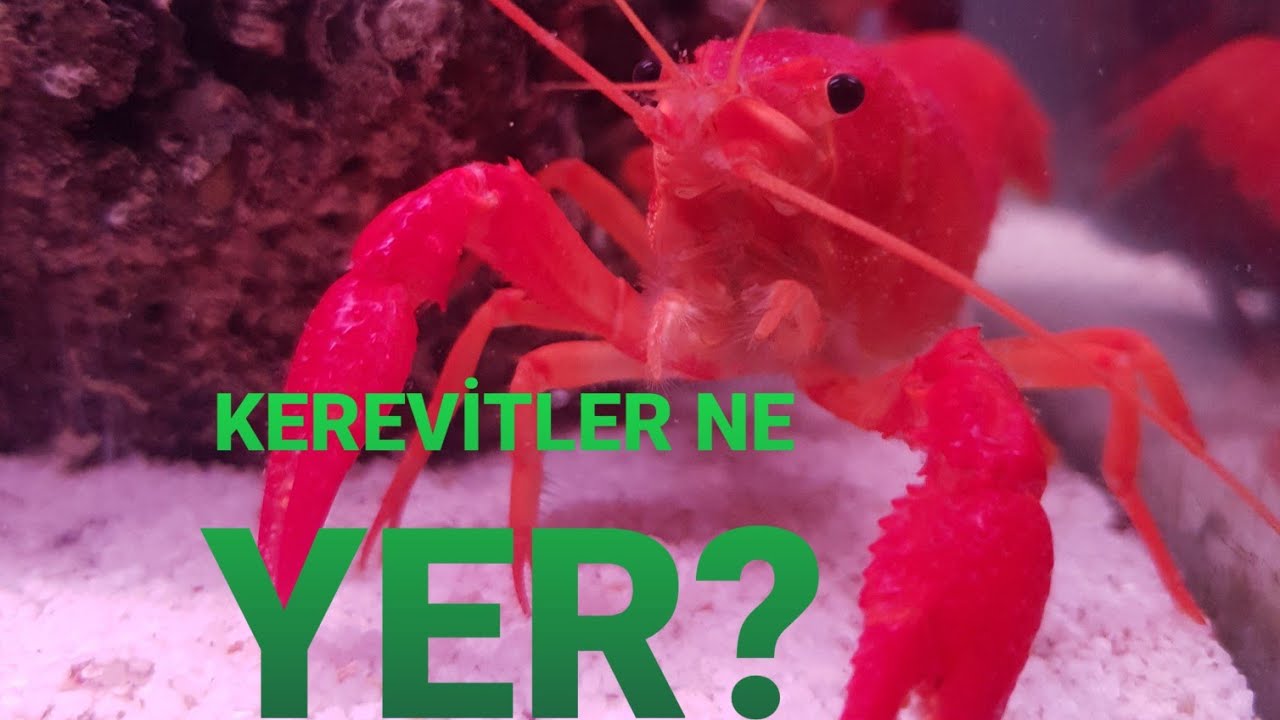 KEREVİT NE YER? KEREVİTLER NASIL BESLENMELİDİR?