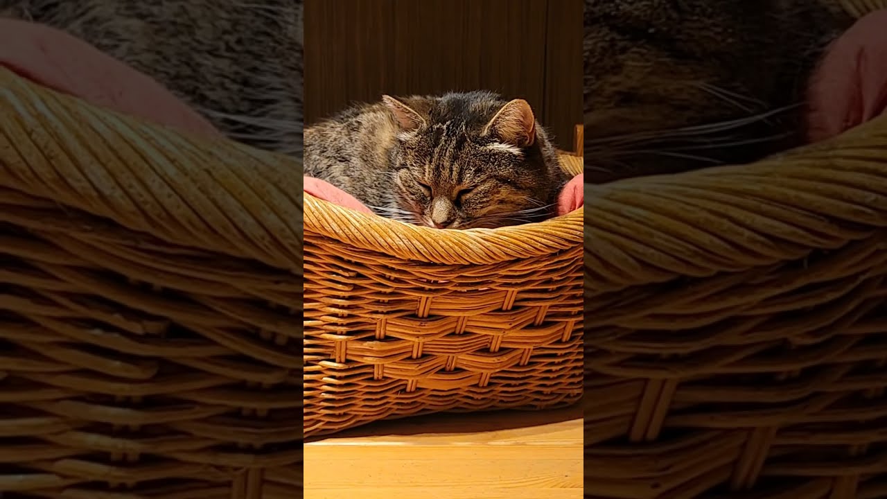 Reto Schaedler is live!