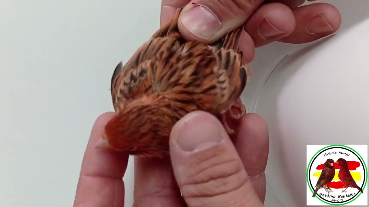 Cómo separo yo los pollos a la voladera, canario agata rojo