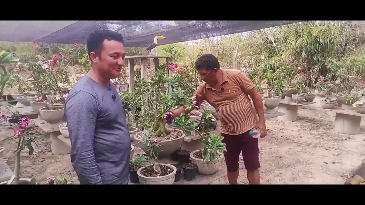 Chico museu me levou pra conhecer seu jardim de rosa do deserto muito lindo #roça 