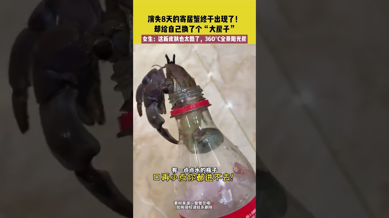 消失8天的寄居蟹终于出现了！却给自己换了个&ldquo;大房子&rdquo;，女生：这新皮肤也太酷了，360&deg;C全景阳光房