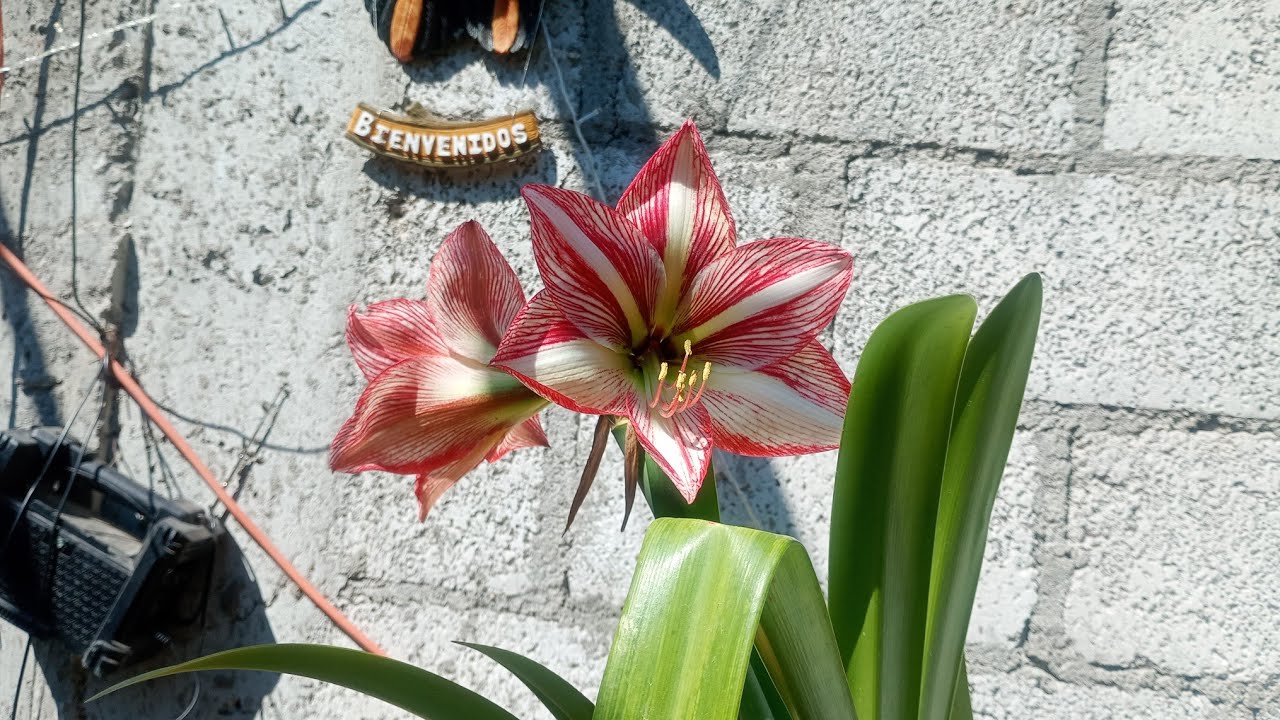 Hermosa amarillis 