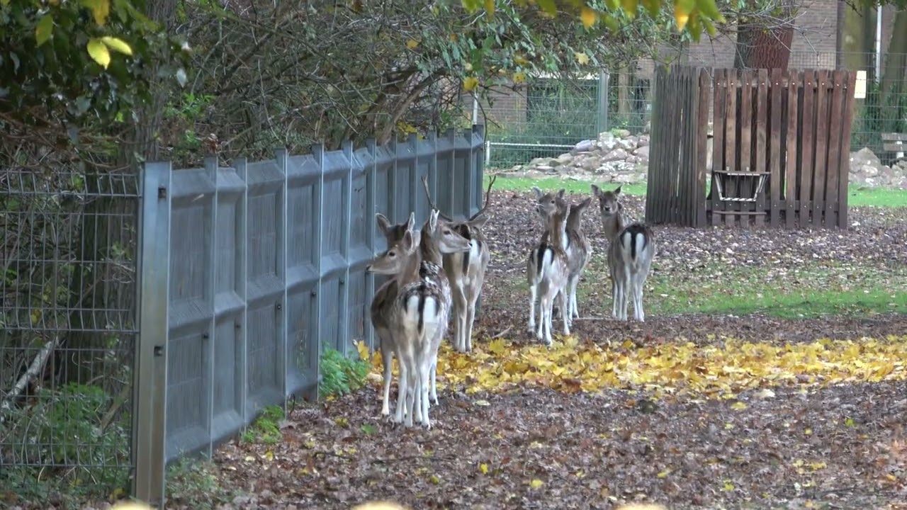 Neighborhood Animal Park De Rippert in Helmond, The Netherlands.
