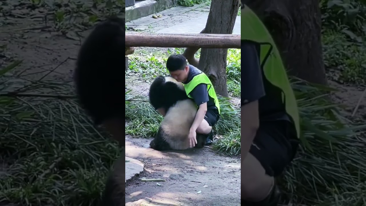 Heartwarming Panda-Human Bonding Moment 🐼❤️ | Adorable Wildlife Connection #Shorts