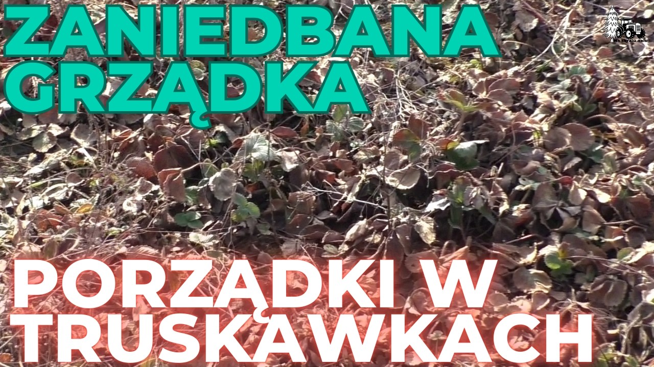 Wiosenne porządki na grządce z truskawkami