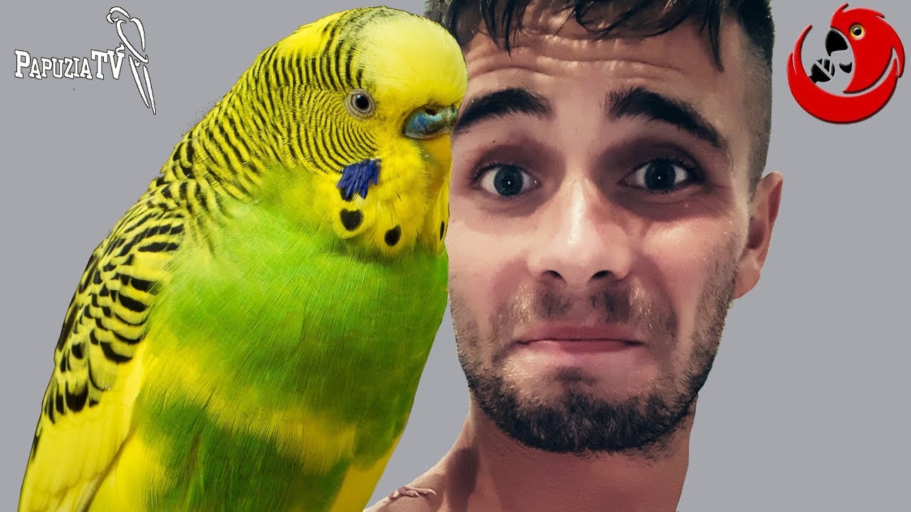 O Ferdusiu - gadającej papużce falistej, która została animatorem czasu wolnego