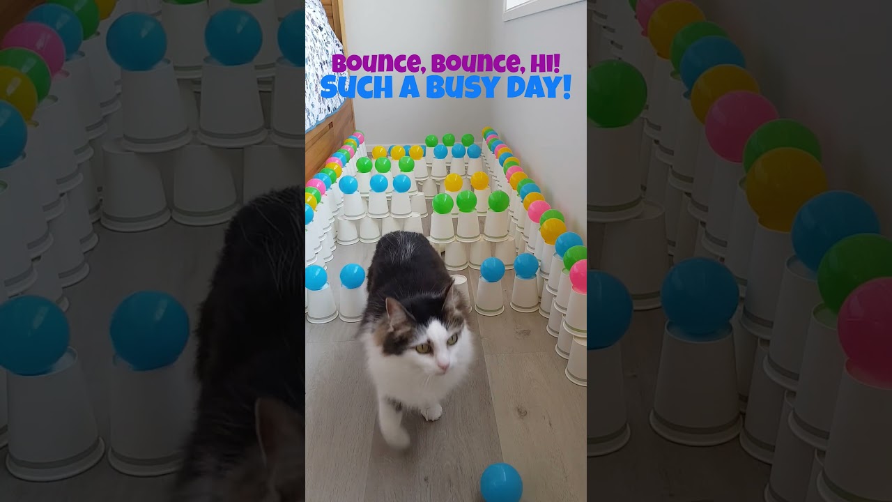 Cute and bouncy challenge kitty cat!