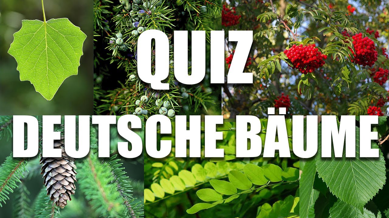 B&auml;ume Bestimmen Quiz - B&auml;ume an Bl&auml;ttern erkennen