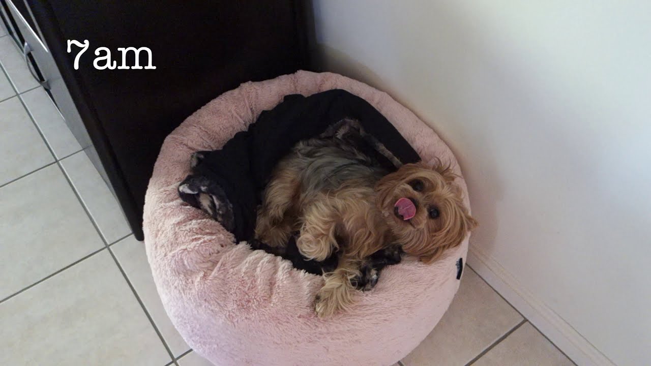 My dogs routine waking up every morning | Yorkshire Terrier